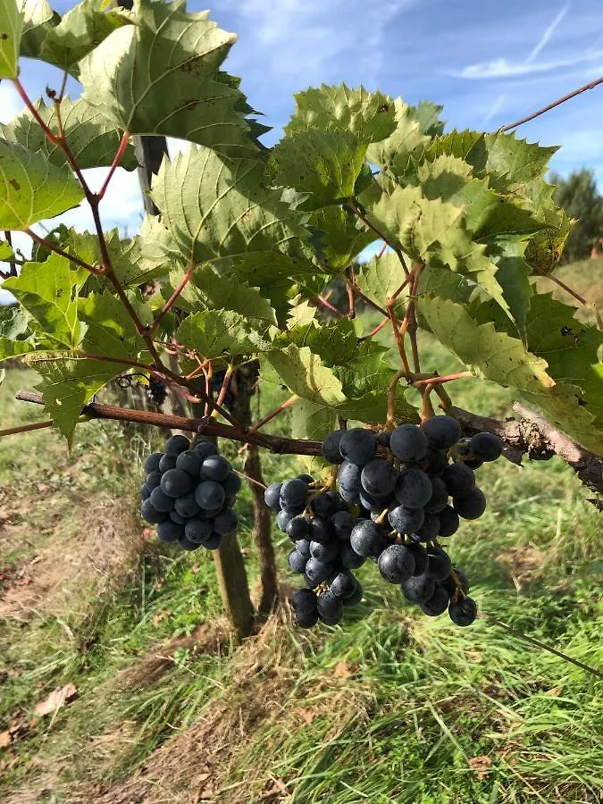 Gite Les Vignes De Pich Apartment Martisserre